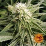 PEYOTE CRITICAL - Image 4