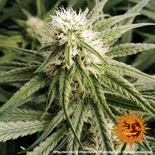 PEYOTE CRITICAL - Image 4