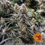 PEYOTE CRITICAL - Image 5