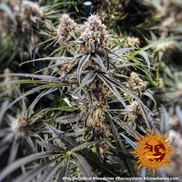 PEYOTE CRITICAL - Image 5