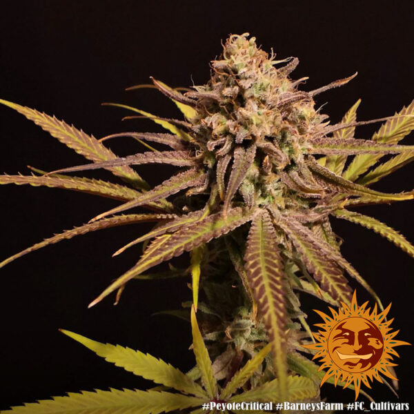 PEYOTE CRITICAL - Image 6