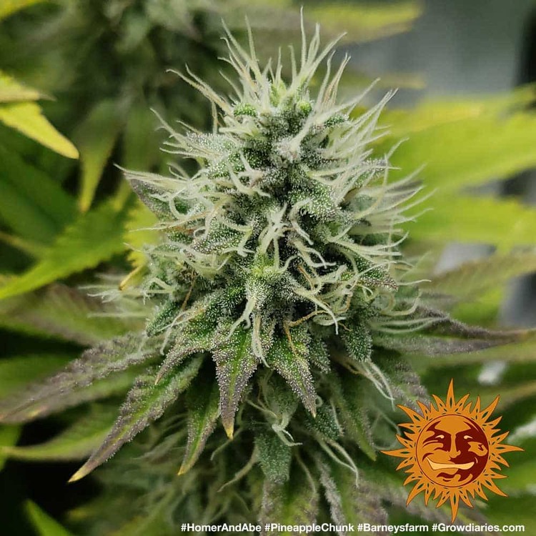 A cannabis plant grown from Pineapple Chunk seeds by Barney's Farm Company.
