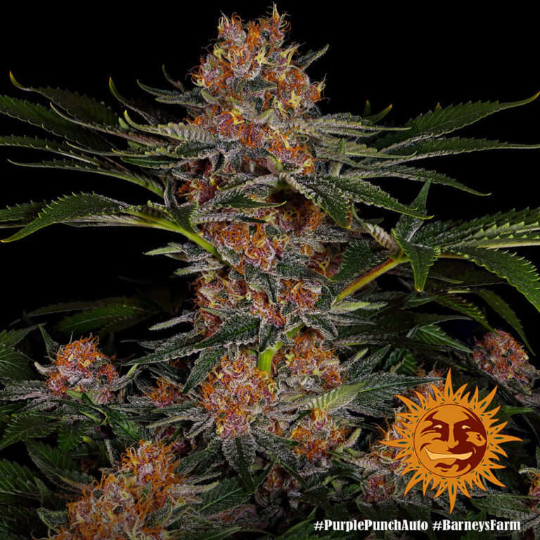 A lush, majestic, and beautiful cannabis plant full of buds, grown from Purple Punch Auto seeds cultivated by Barney's Farm Company.