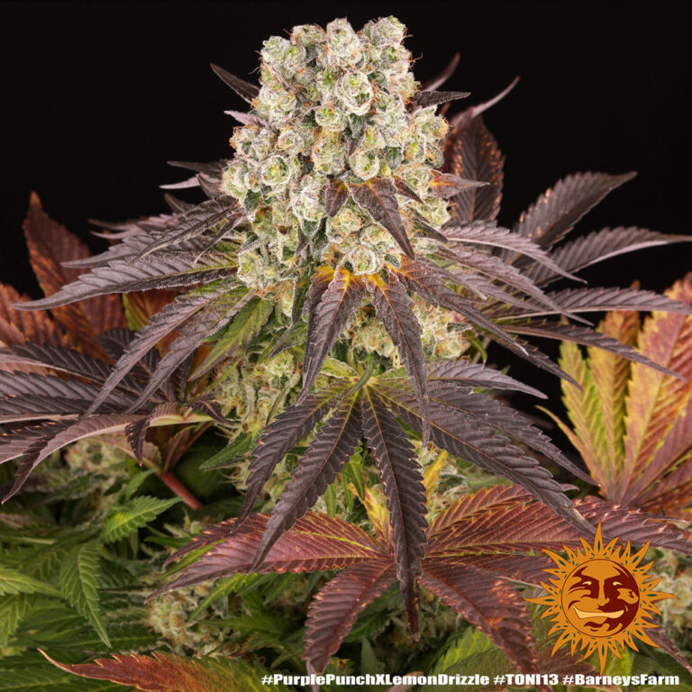 A cannabis plant grown from Purple Punch x Lemon Drizzle seeds by Barney's Farm, showcasing dense, resin-rich buds with vibrant green and purple hues and a thick trichome coating.