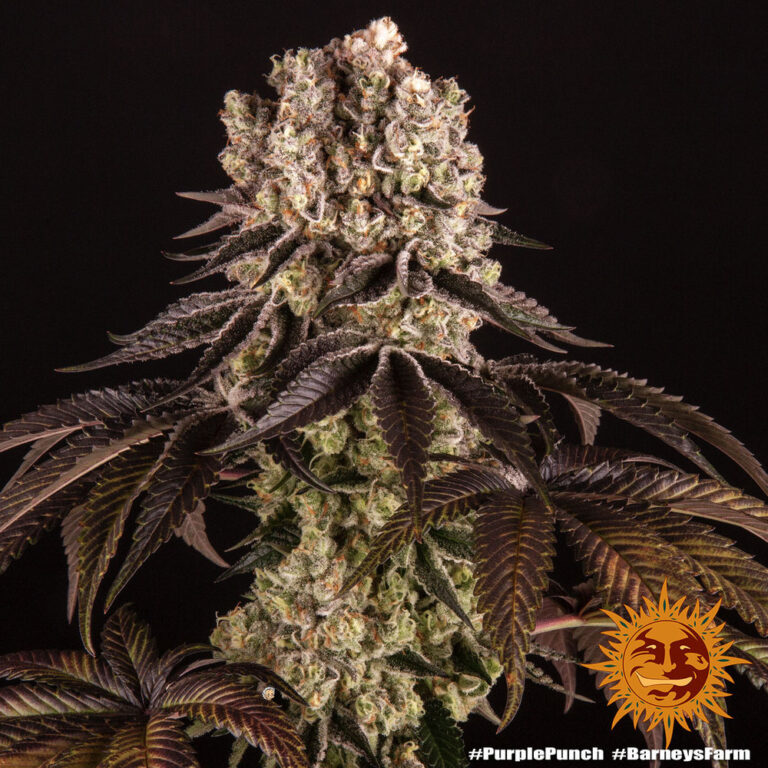 A cannabis plant grown from Purple Punch seeds by Barney's Farm, featuring dense, resinous buds with vibrant purple hues and a compact, indica-style structure.