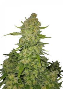 Papaya Cookies Auto™ cannabis bud by Fast Buds, showcasing dense, resin-rich flowers with tropical papaya-orange hues, high THC content, and fruity cookie aroma in a compact autoflowering structure.