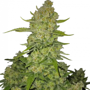 Papaya Cookies Auto™ cannabis bud by Fast Buds, showcasing dense, resin-rich flowers with tropical papaya-orange hues, high THC content, and fruity cookie aroma in a compact autoflowering structure.