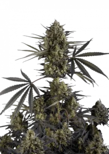 Pound Cake Auto™ cannabis bud by Fast Buds, dense and sugar-coated with trichomes, showcasing creamy vanilla dessert aroma, deep purple tones, and high-yielding autoflower traits.