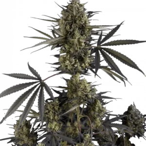 Pound Cake Auto™ cannabis bud by Fast Buds, dense and sugar-coated with trichomes, showcasing creamy vanilla dessert aroma, deep purple tones, and high-yielding autoflower traits.