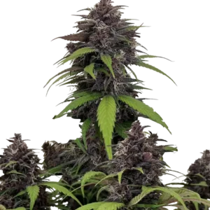 Purple Haze Auto cannabis plant showcasing dense, deep purple buds coated in resin, set against lush green foliage, embodying its vibrant appearance and rich, fruity aroma.