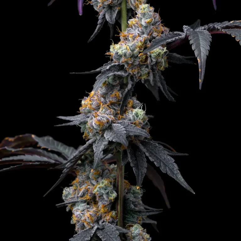 A cannabis plant grown from Rainbow Sherbet seeds by Barney's Farm Company.
