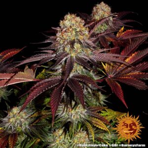 A cannabis plant grown from Runtz x Layer Cake seeds by Barney's Farm Company.