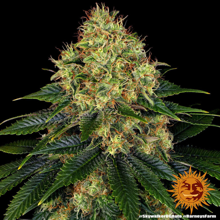A lush, majestic, and beautiful cannabis plant full of buds, grown from Skywalker OG Auto seeds cultivated by Barney's Farm Company.