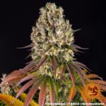 SOUR DIESEL - Image 2
