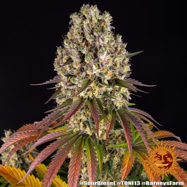SOUR DIESEL - Image 2
