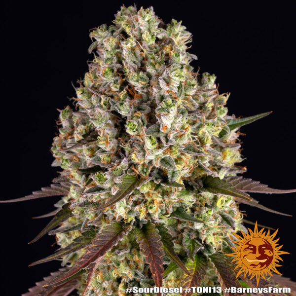 SOUR DIESEL - Image 3