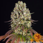 SOUR DIESEL - Image 4