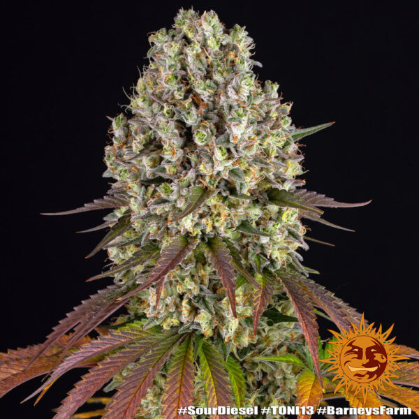 SOUR DIESEL - Image 4