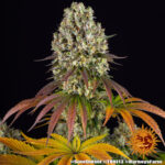 A cannabis plant grown from Sour Diesel seeds by Barney's Farm Company.