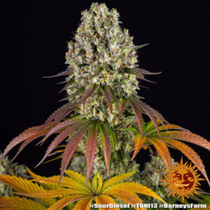 A cannabis plant grown from Sour Diesel seeds by Barney's Farm Company.