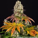 SOUR DIESEL - Image 5
