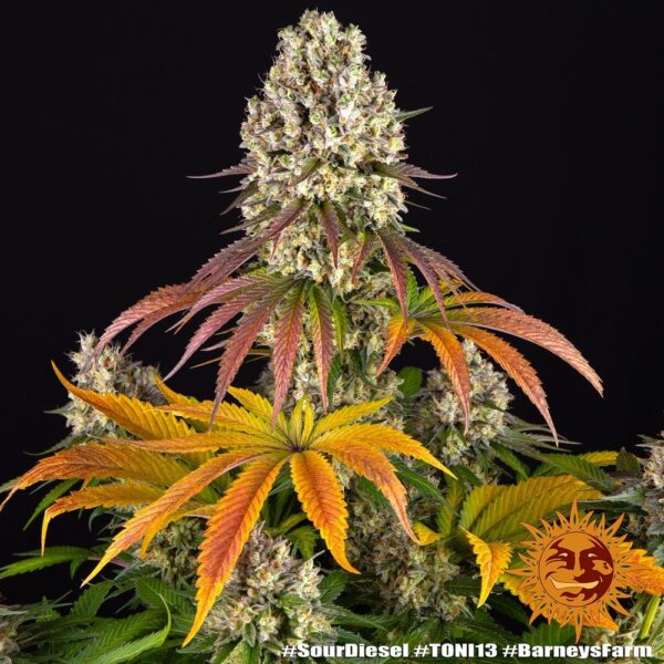 SOUR DIESEL - Image 5