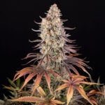 SOUR STRAWBERRY - Image 2