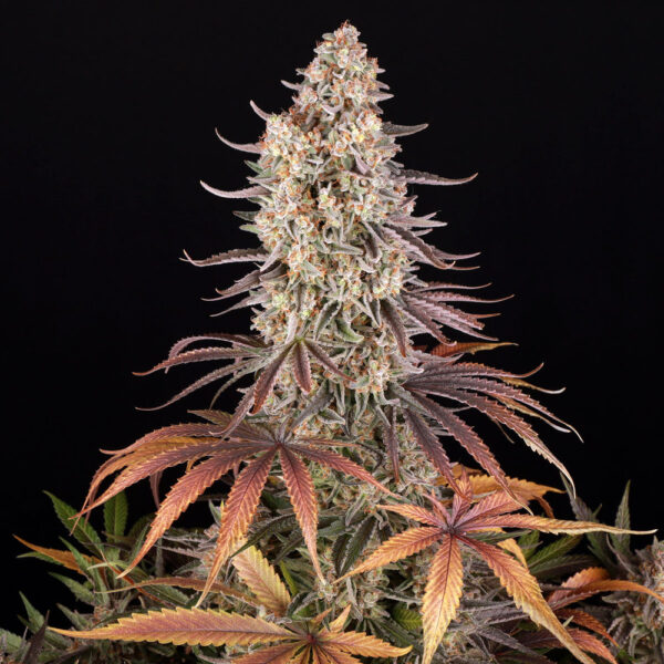 SOUR STRAWBERRY - Image 2