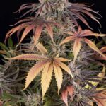 SOUR STRAWBERRY - Image 5
