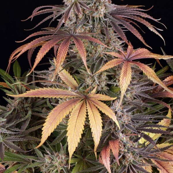 SOUR STRAWBERRY - Image 5
