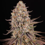SOUR STRAWBERRY - Image 3