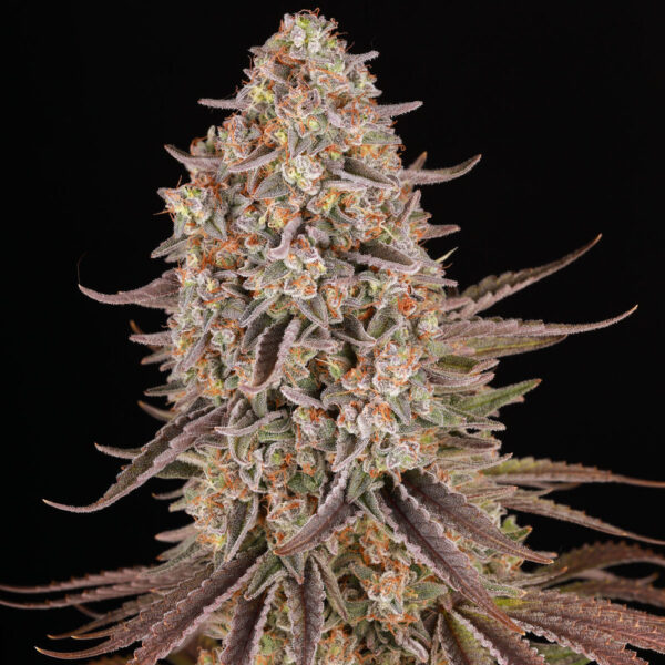 SOUR STRAWBERRY - Image 3
