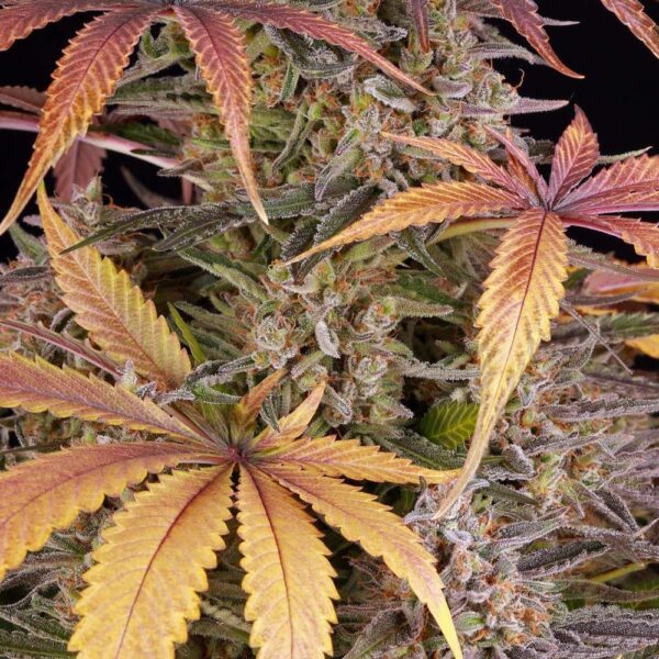 SOUR STRAWBERRY - Image 4