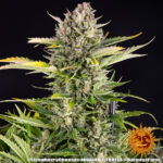 STRAWBERRY CHEESECAKE AUTO - Image 7
