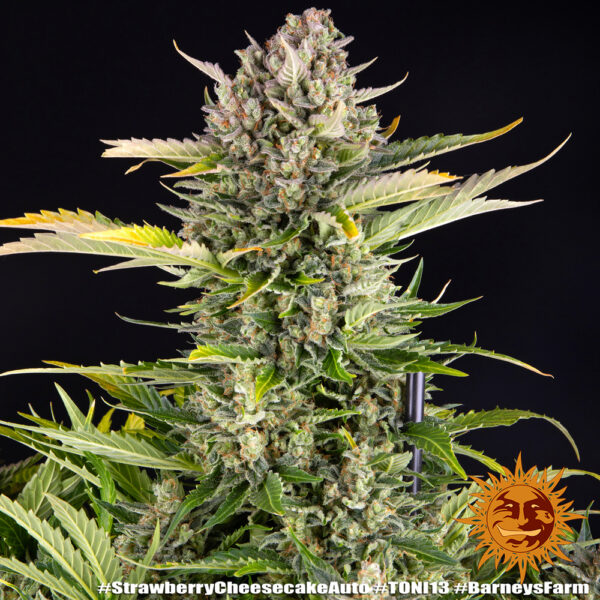 STRAWBERRY CHEESECAKE AUTO - Image 7