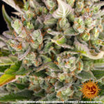 STRAWBERRY CHEESECAKE AUTO - Image 2