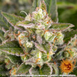 STRAWBERRY CHEESECAKE AUTO - Image 3