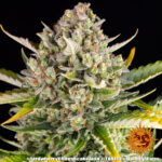 A lush, majestic, and beautiful cannabis plant full of buds, grown from Strawberry Cheesecake Auto seeds cultivated by Barney's Farm