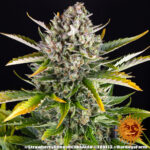 STRAWBERRY CHEESECAKE AUTO - Image 6