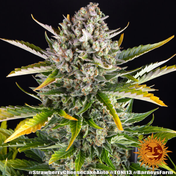 STRAWBERRY CHEESECAKE AUTO - Image 6