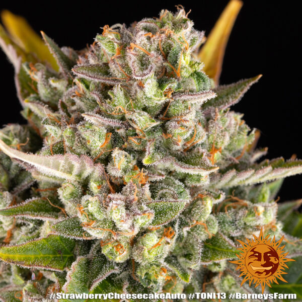 STRAWBERRY CHEESECAKE AUTO - Image 5