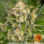 STRAWBERRY CHEESECAKE AUTO - Image 4