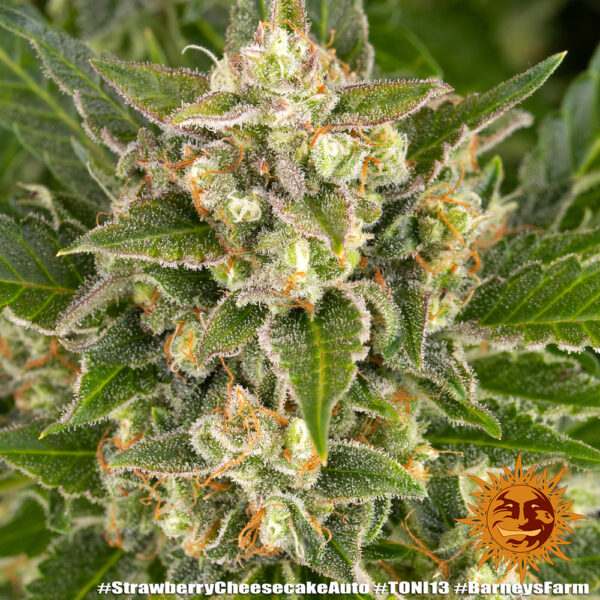 STRAWBERRY CHEESECAKE AUTO - Image 4