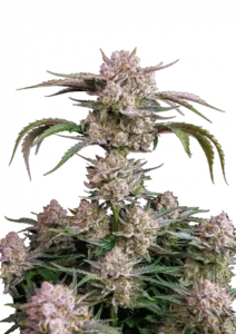 Close-up of Strawberry Gorilla Auto cannabis bud by Fast Buds, coated in thick trichomes with vibrant orange hairs, highlighting its high yield, sweet strawberry-diesel aroma, and resin-rich autoflowering genetics.