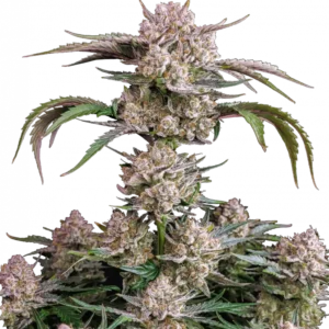 Close-up of Strawberry Gorilla Auto cannabis bud by Fast Buds, coated in thick trichomes with vibrant orange hairs, highlighting its high yield, sweet strawberry-diesel aroma, and resin-rich autoflowering genetics.