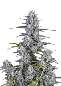 Super Boof Auto cannabis buds showcasing dense trichome coverage with vibrant hues, reflecting its potent genetics and complex flavor profile.