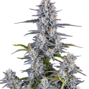 Super Boof Auto cannabis buds showcasing dense trichome coverage with vibrant hues, reflecting its potent genetics and complex flavor profile.