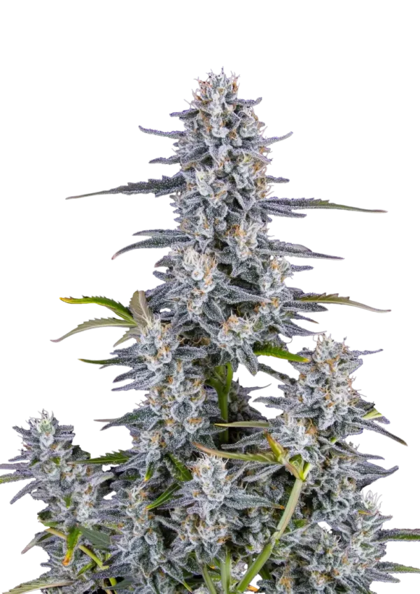 Super Boof Auto cannabis buds showcasing dense trichome coverage with vibrant hues, reflecting its potent genetics and complex flavor profile.