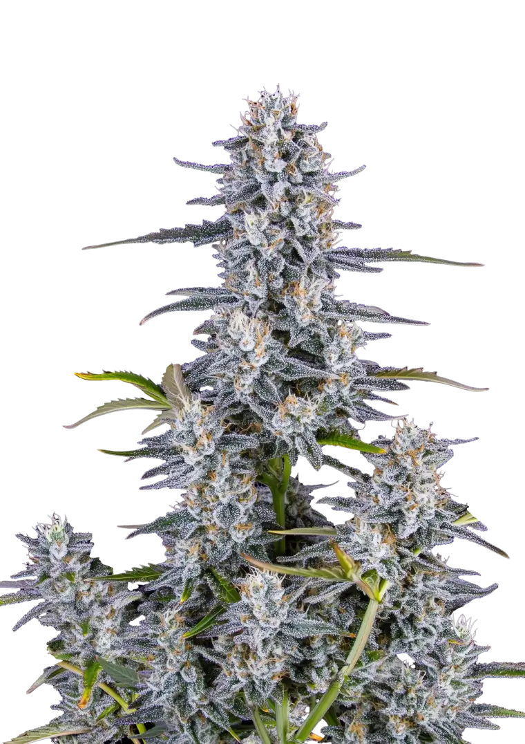 Super Boof Auto cannabis buds showcasing dense trichome coverage with vibrant hues, reflecting its potent genetics and complex flavor profile.