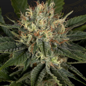 a cannabis plant grown from Super Lemon Haze x Banana Punch seeds by green house